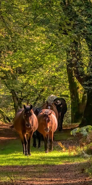 Land regeneration projects - the horses at Wish You Were Here Farm