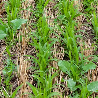 Cover Crops