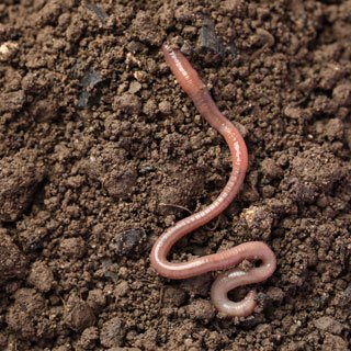 No tilling - earthworm in healthy soil