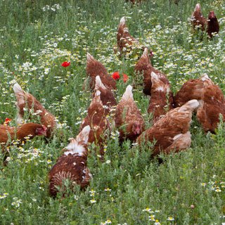 Integrating Livestock - Chickens in Field