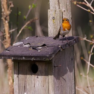 Restoring Native Plants Bird in Hedgerow