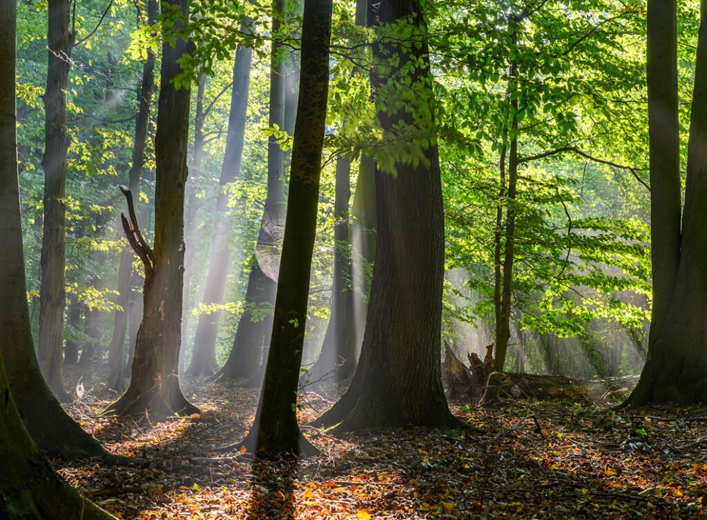 Carbon Sequestration Trees in a Forest