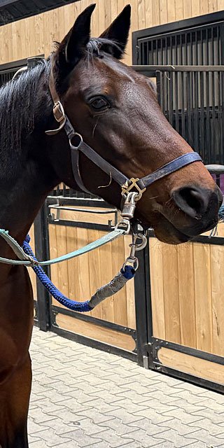 Regalwood horse