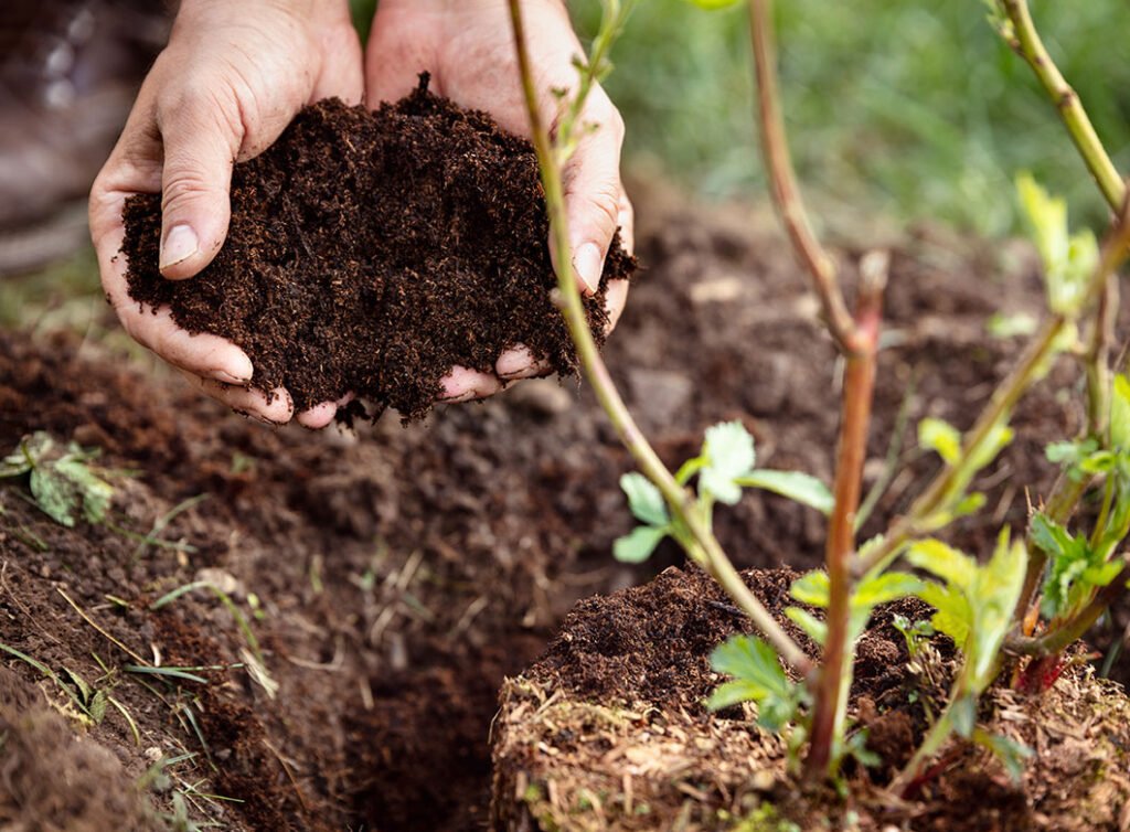 Planting trees to improve soil health